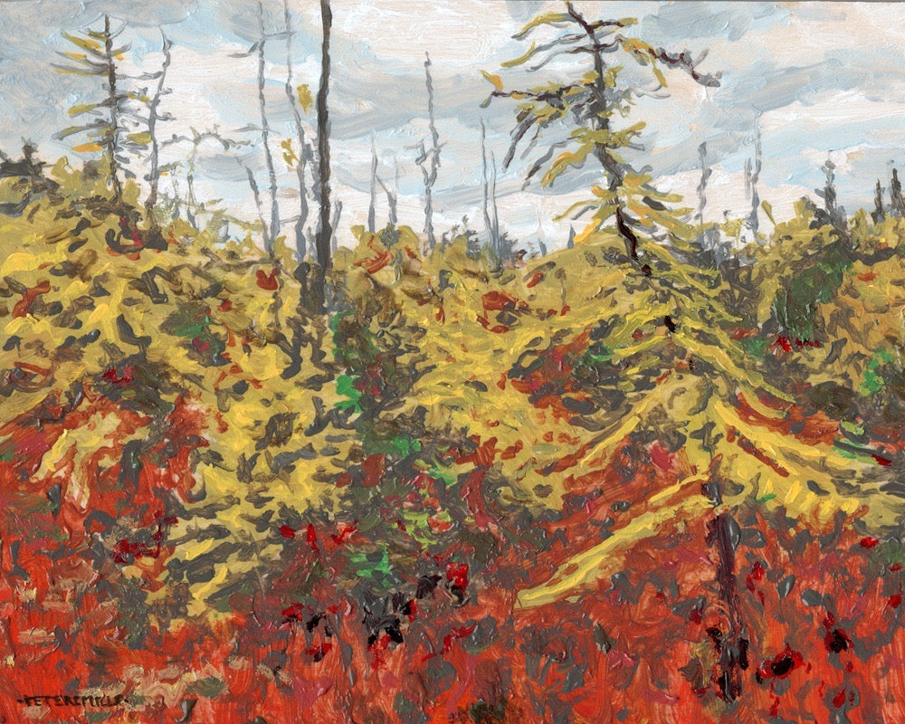 Yellow Tamarack