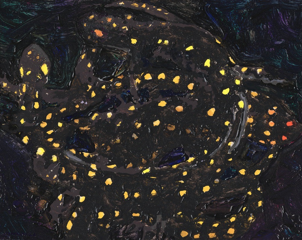 Salamanders at Night