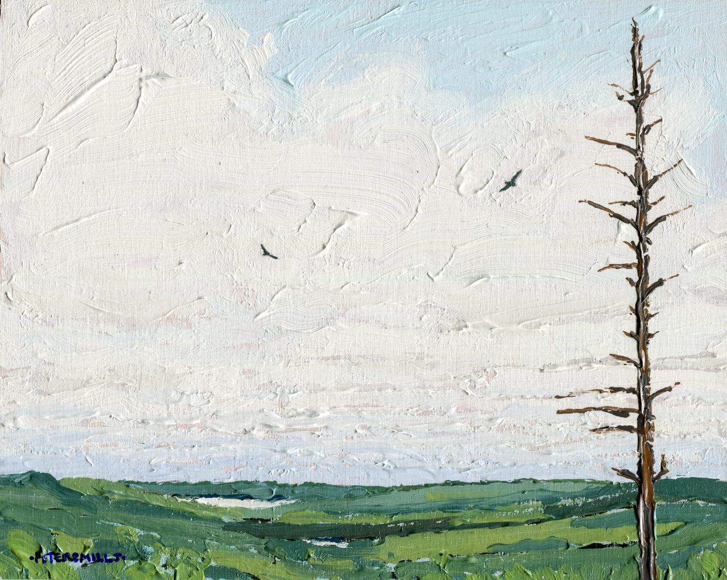 Turkey Vultures, Algonquin Park