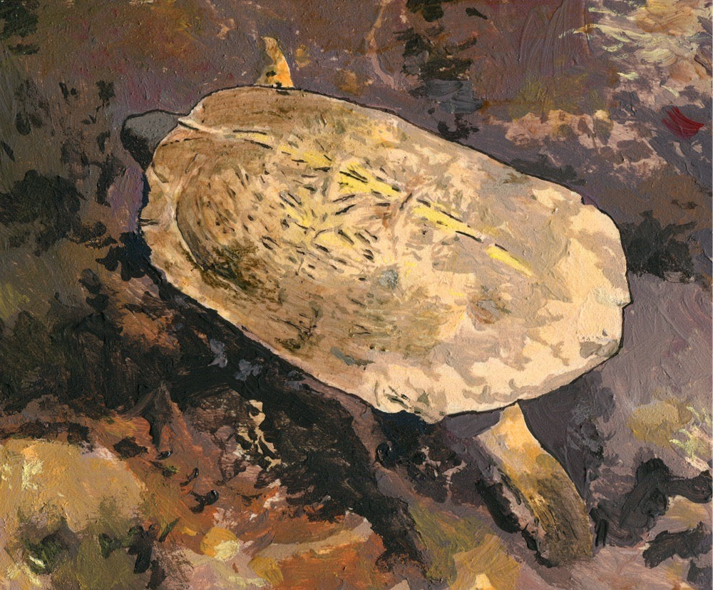 Wood Turtle in River