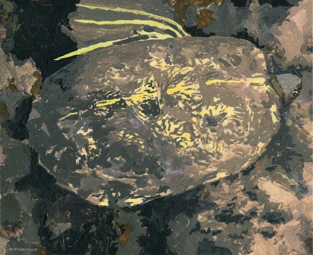 Wood Turtle and Stones