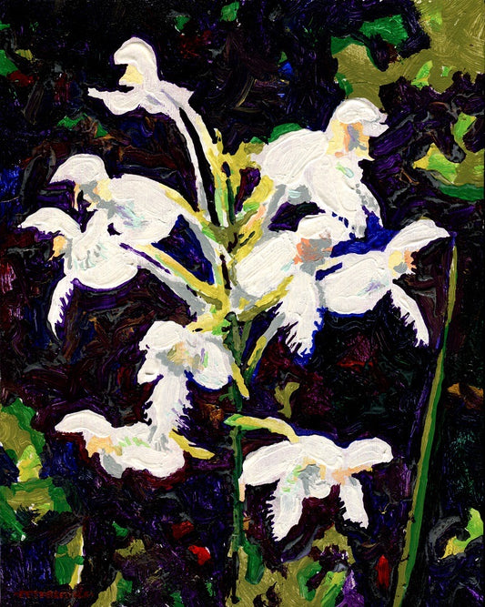 White-fringed Orchid