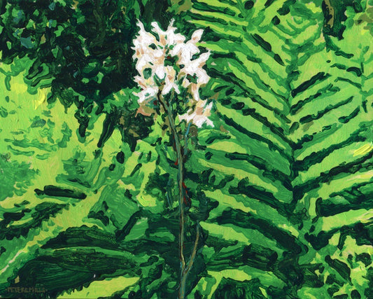 Virginia Chainfern and White-fringed Orchid