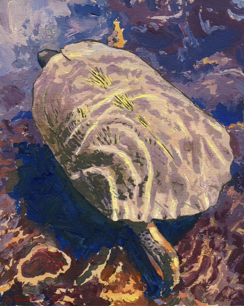 Wood Turtle in Water