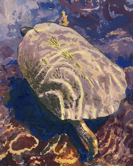 Wood Turtle in Water