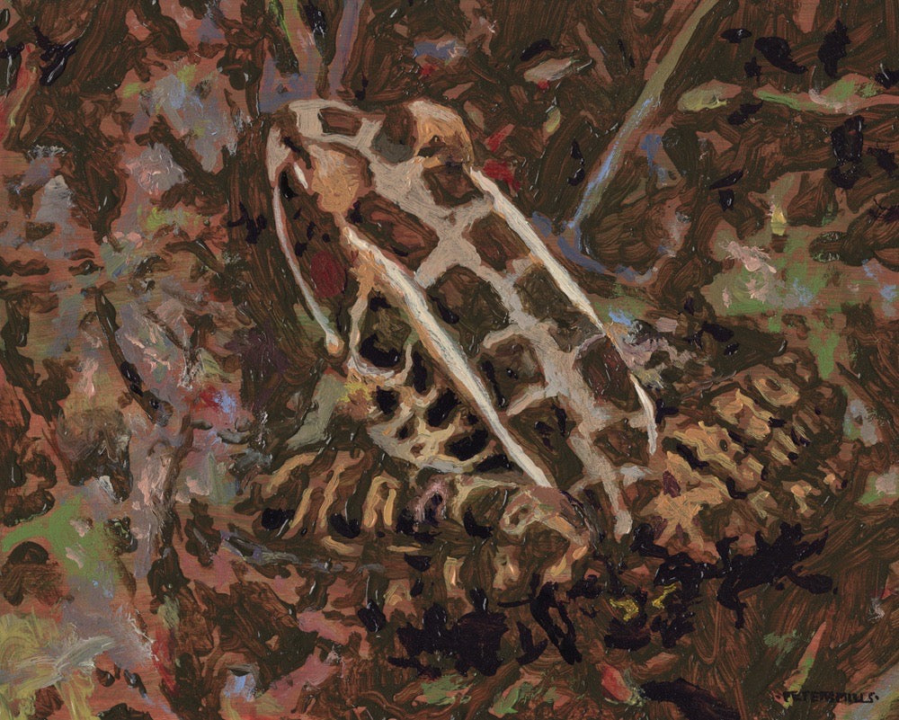 Pickerel Frog, Barron River