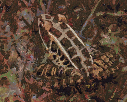 Pickerel Frog, Barron River