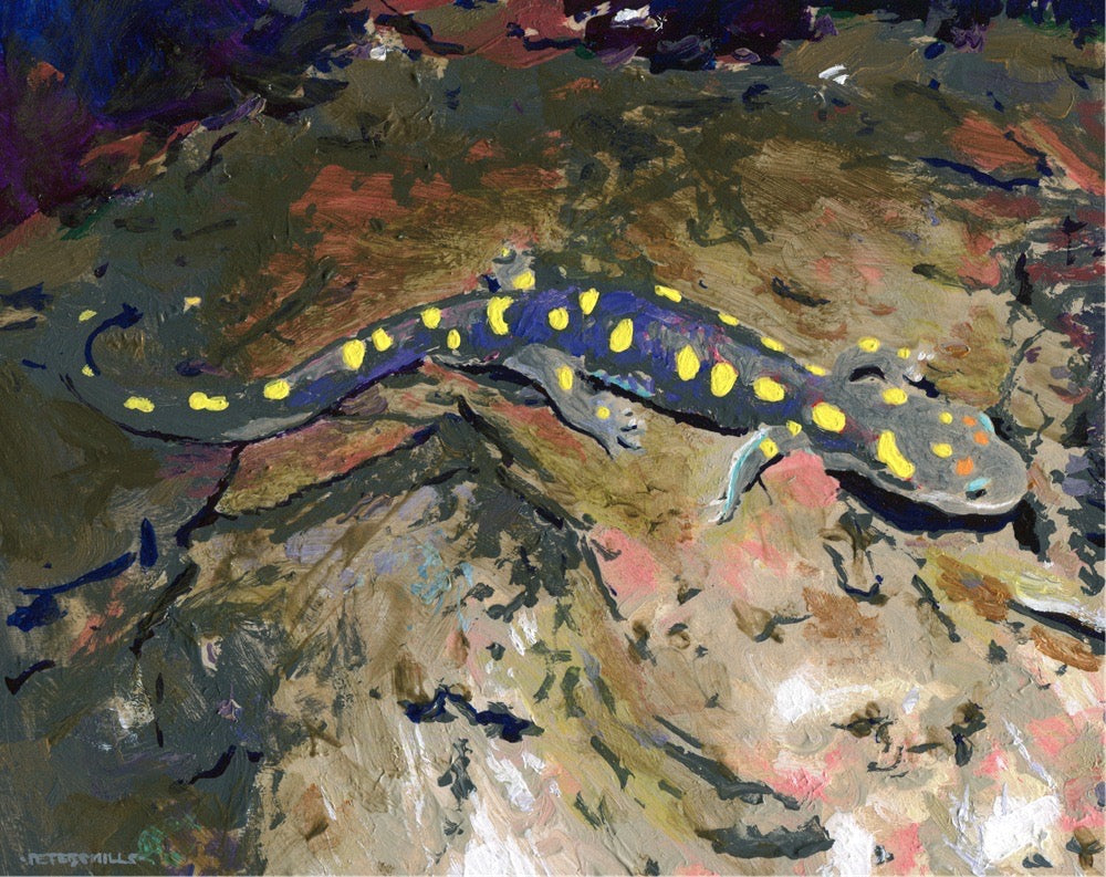 Salamander in my Light