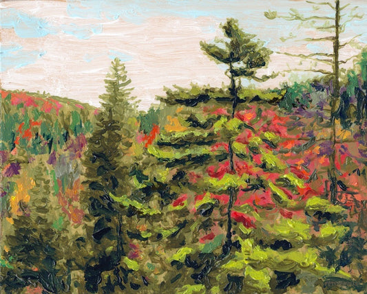 Red Spruce in Autumn