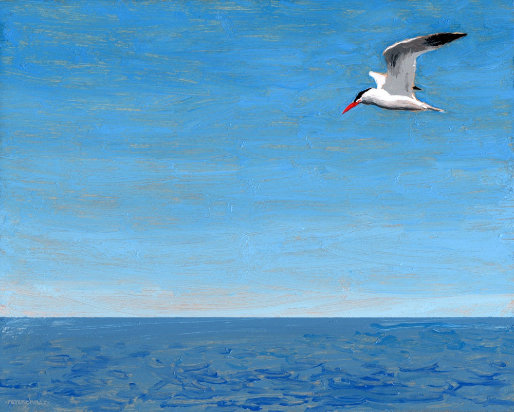 Caspian Tern, Georgian Bay