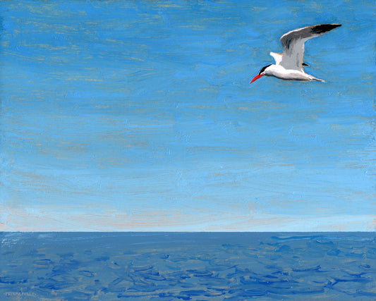 Caspian Tern, Georgian Bay