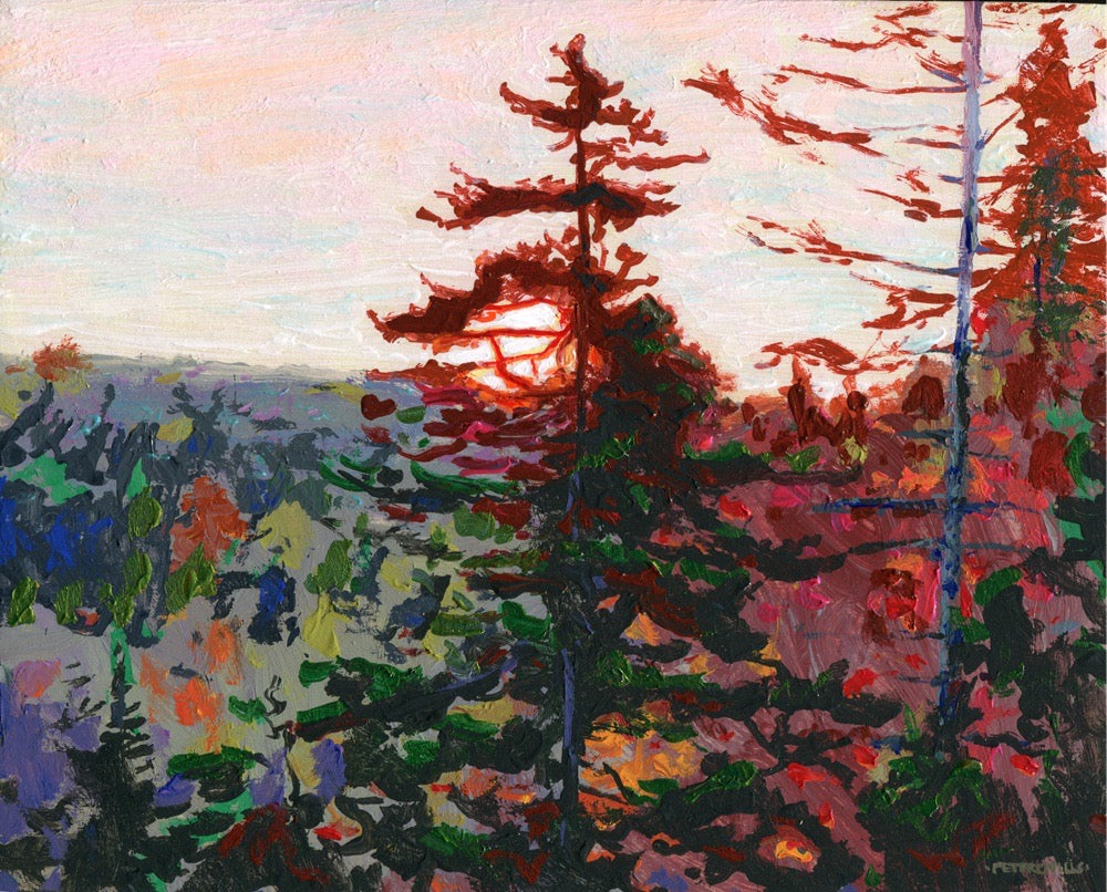 Red Spruce Sunrise