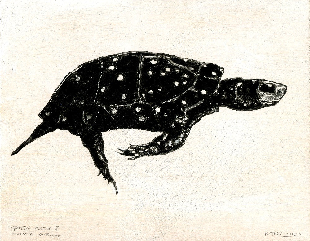 King of Andromeda Bog