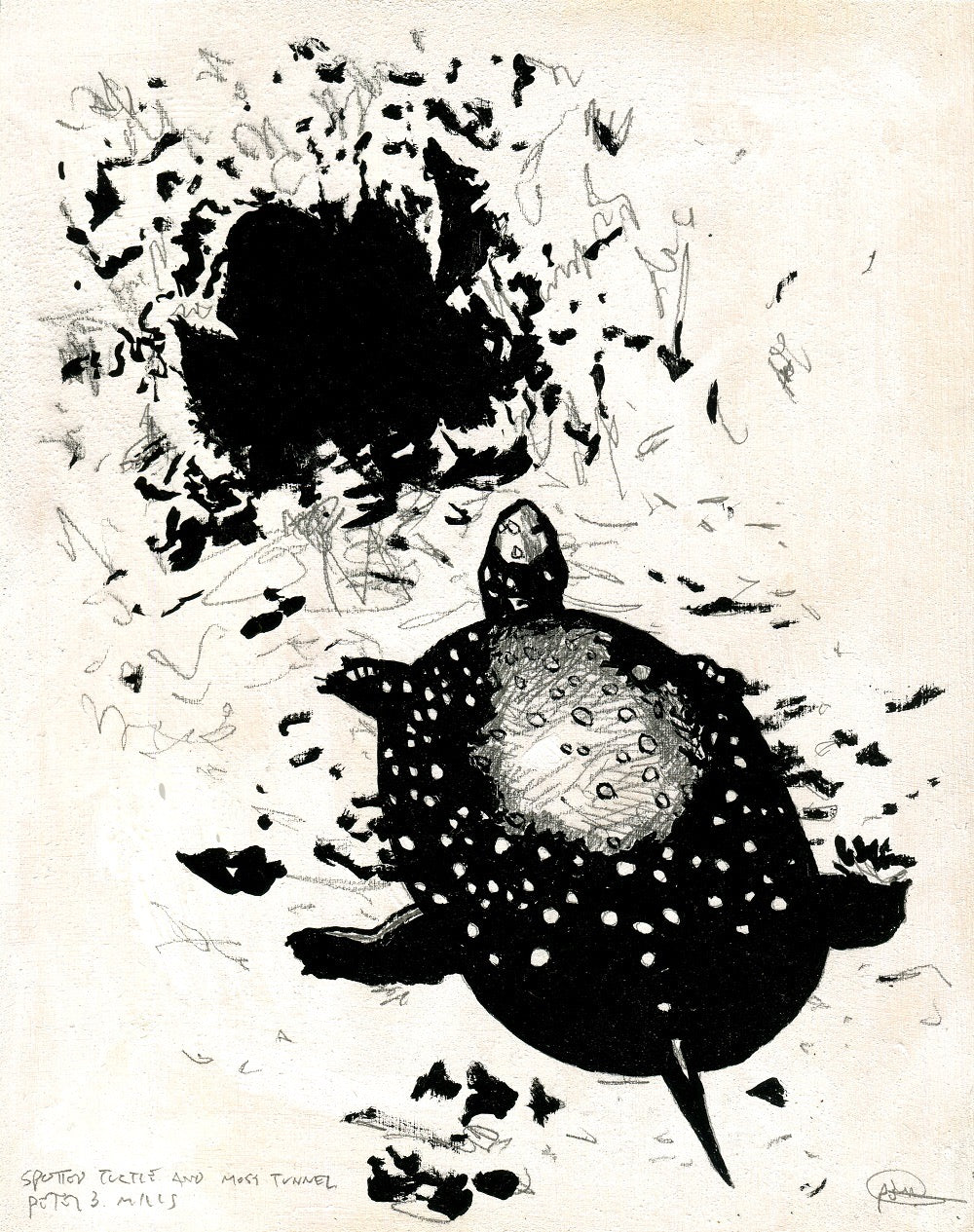 Spotted Turtle and Moss Tunnel