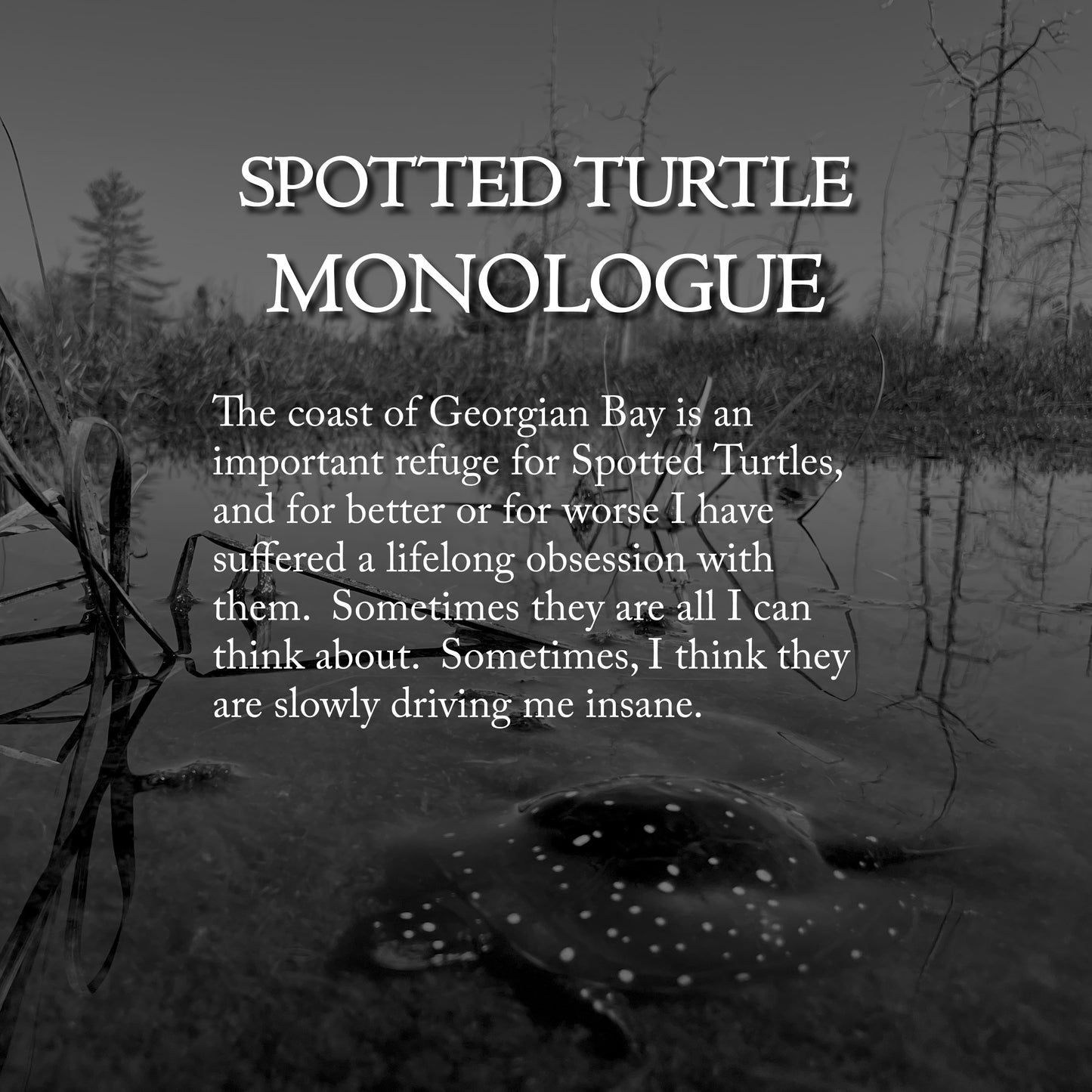 Letters from The Broken Coast