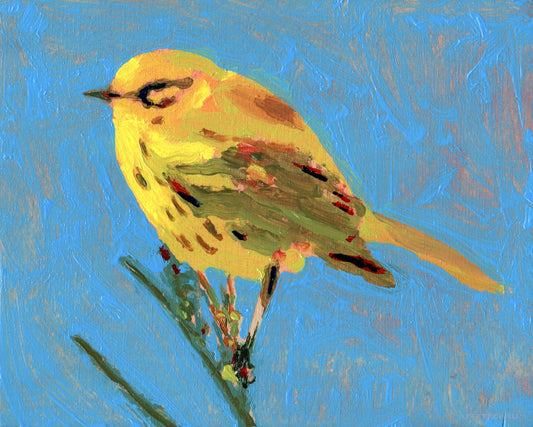 Prairie Warbler