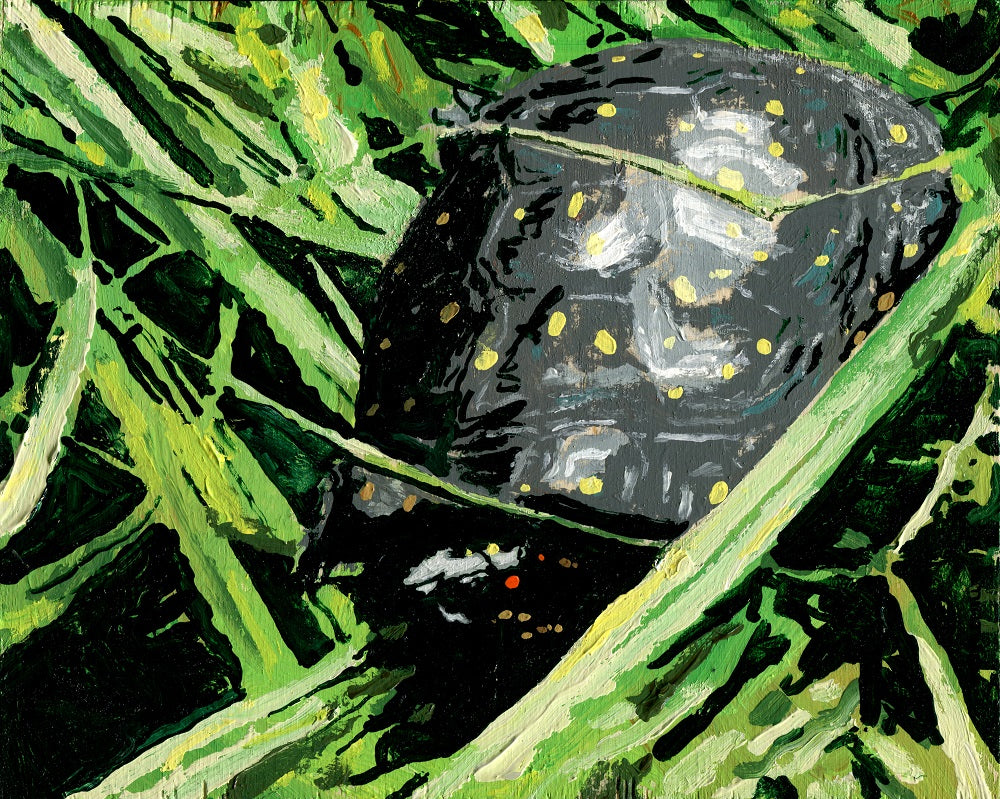 Spotted Turtle in Sedges