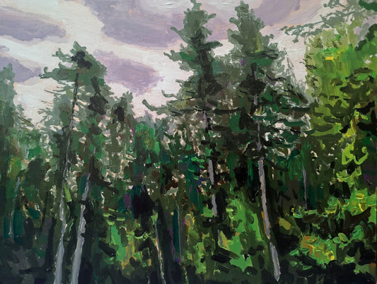 Red Spruce, Algonquin Park