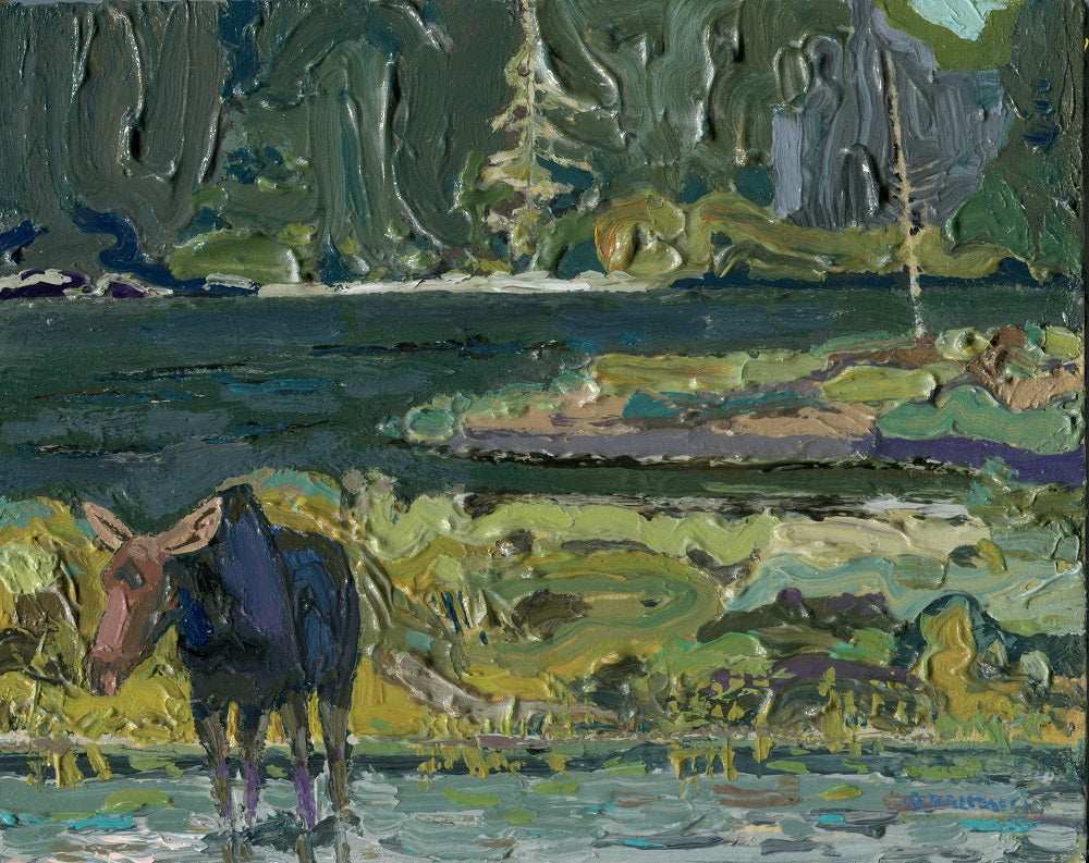 Algonquin Park Moose