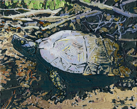 Austere Wood Turtle