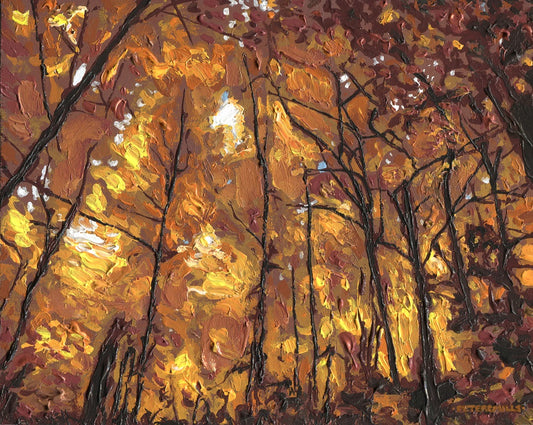 Backlit Maple Canopy