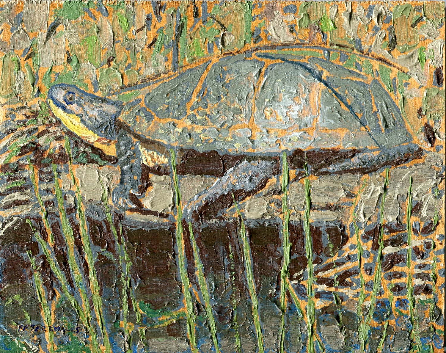 Basking Blanding's Turtle