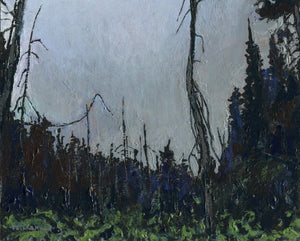 Black Spruce Meadow