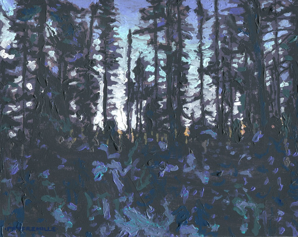 Black Spruce, Winter Dawn