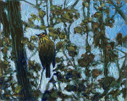 Cape May Warbler at Dawn