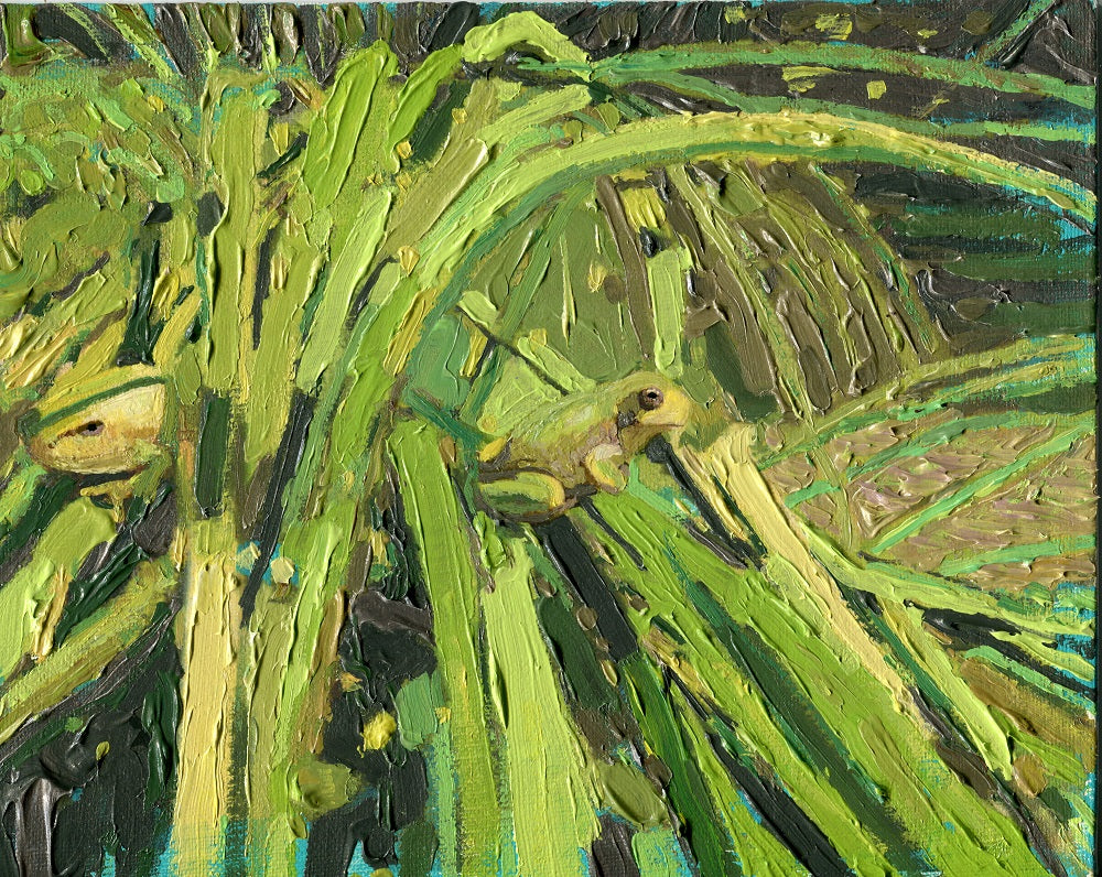 Gray Treefroglets