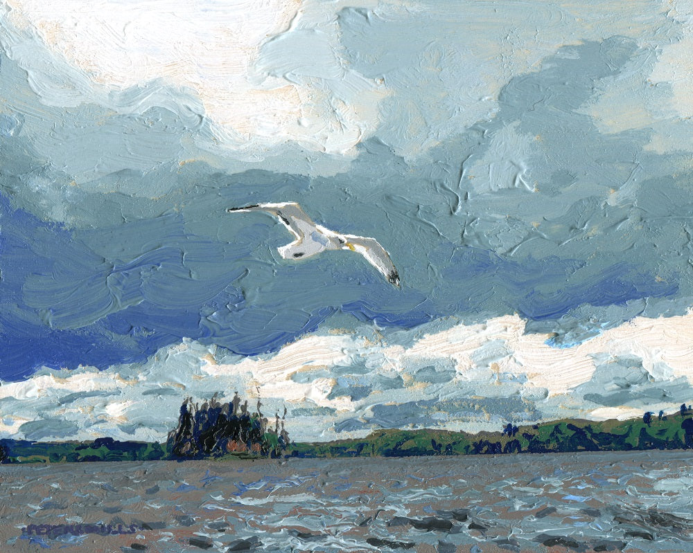 Herring Gull, Dickson Lake