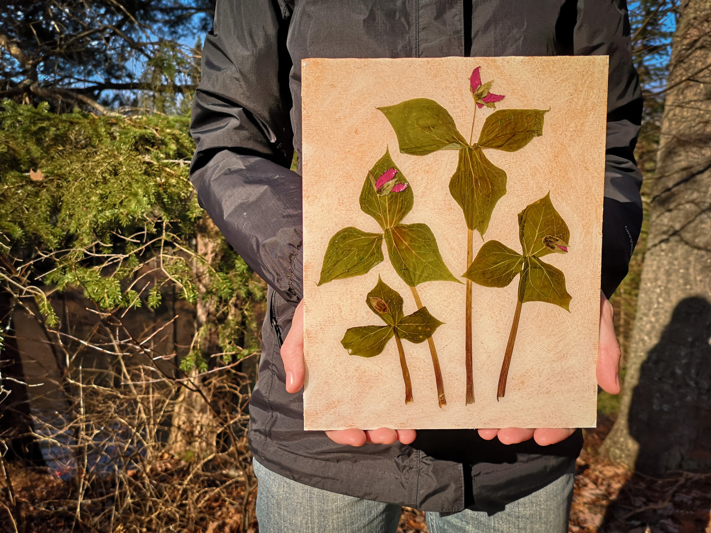 Red Trilliums