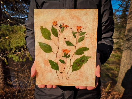 Spotted Touch-me-not