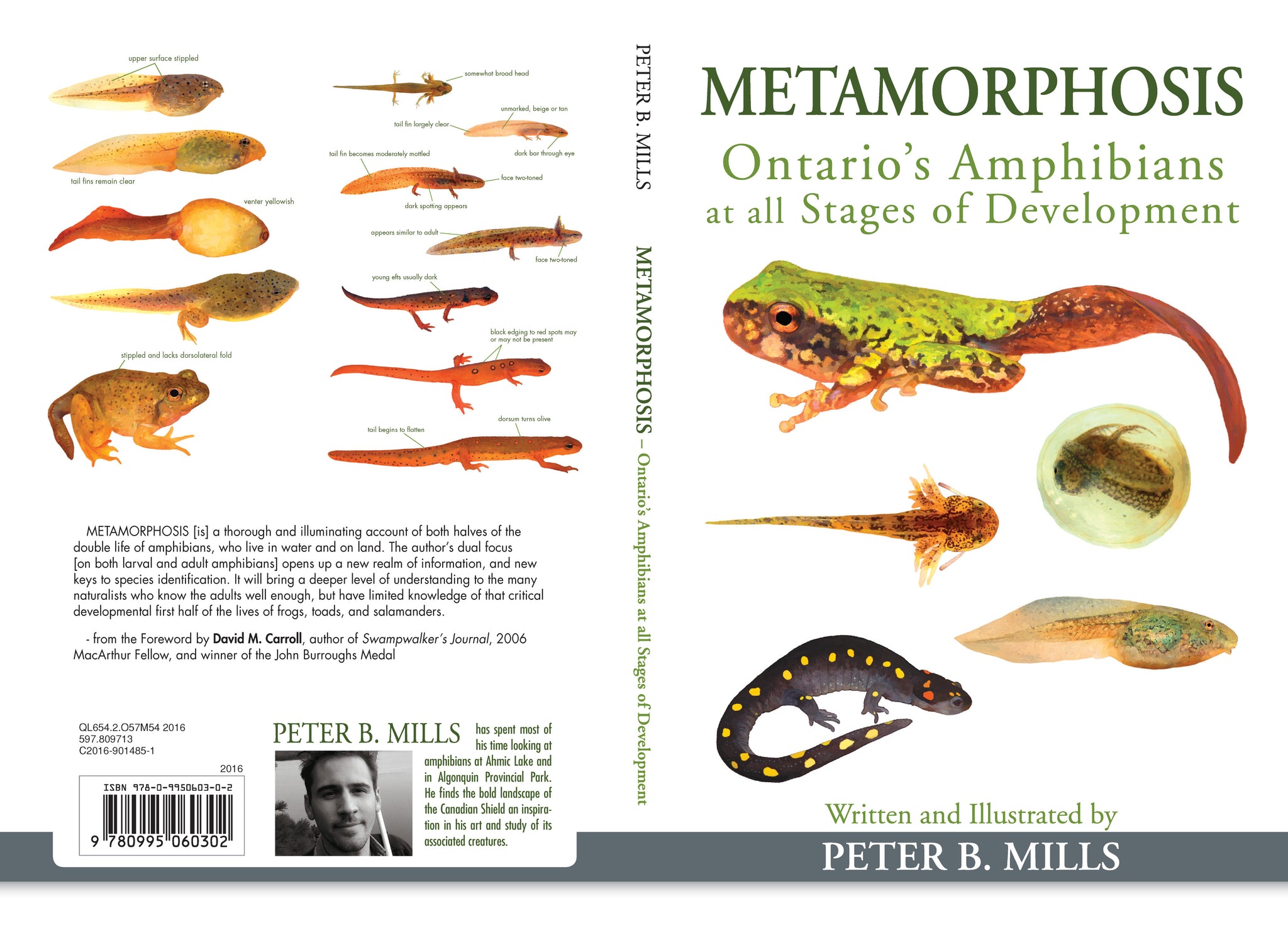 Metamorphosis: Ontario's Amphibians at all Stages of Development