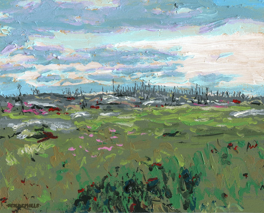 Sedge Meadow After Fire