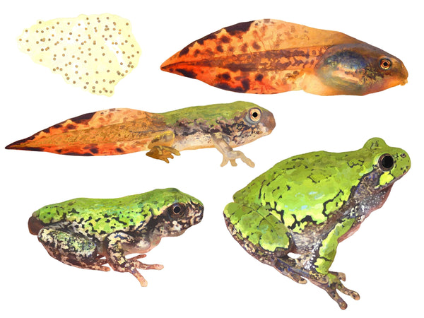 Metamorphosis: Ontario's Amphibians at all Stages of Development