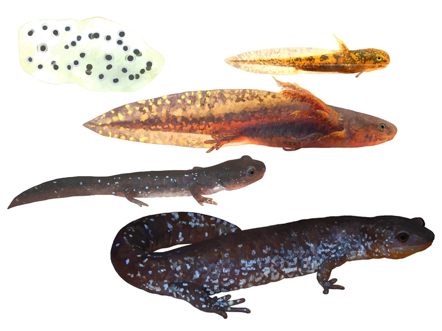 Metamorphosis: Ontario's Amphibians at all Stages of Development