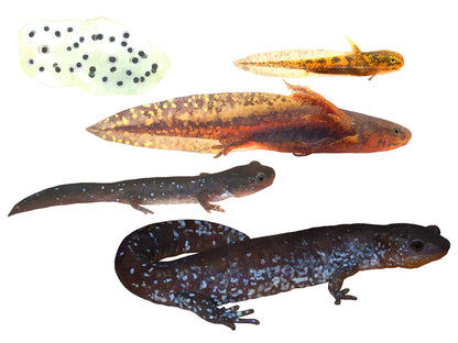 Metamorphosis: Ontario's Amphibians at all Stages of Development