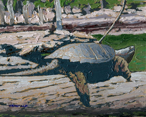 Snapping Turtle Basking
