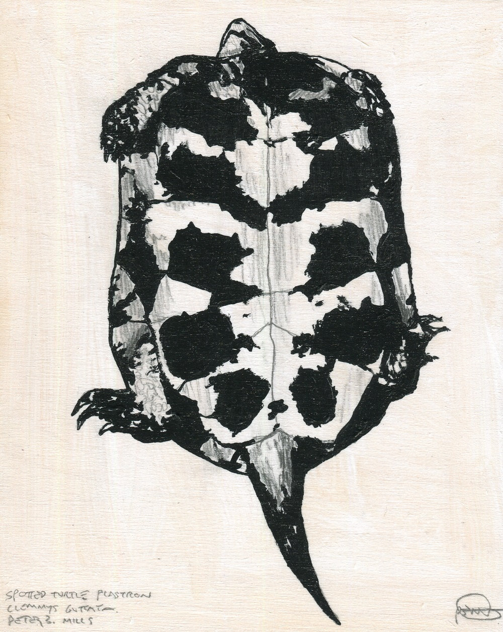 Spotted Turtle Plastron