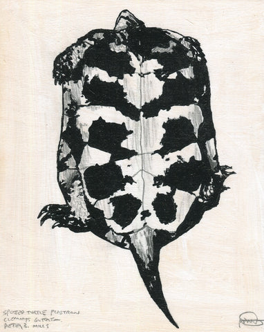 Spotted Turtle Plastron