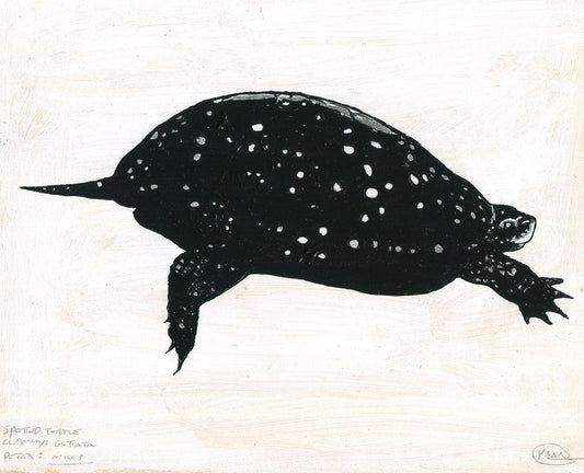 Spotted Turtle