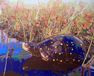 Spotted Turtle and Bog Pool