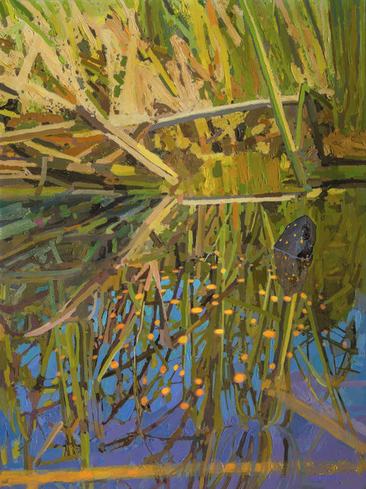 Spotted Turtle in Marsh