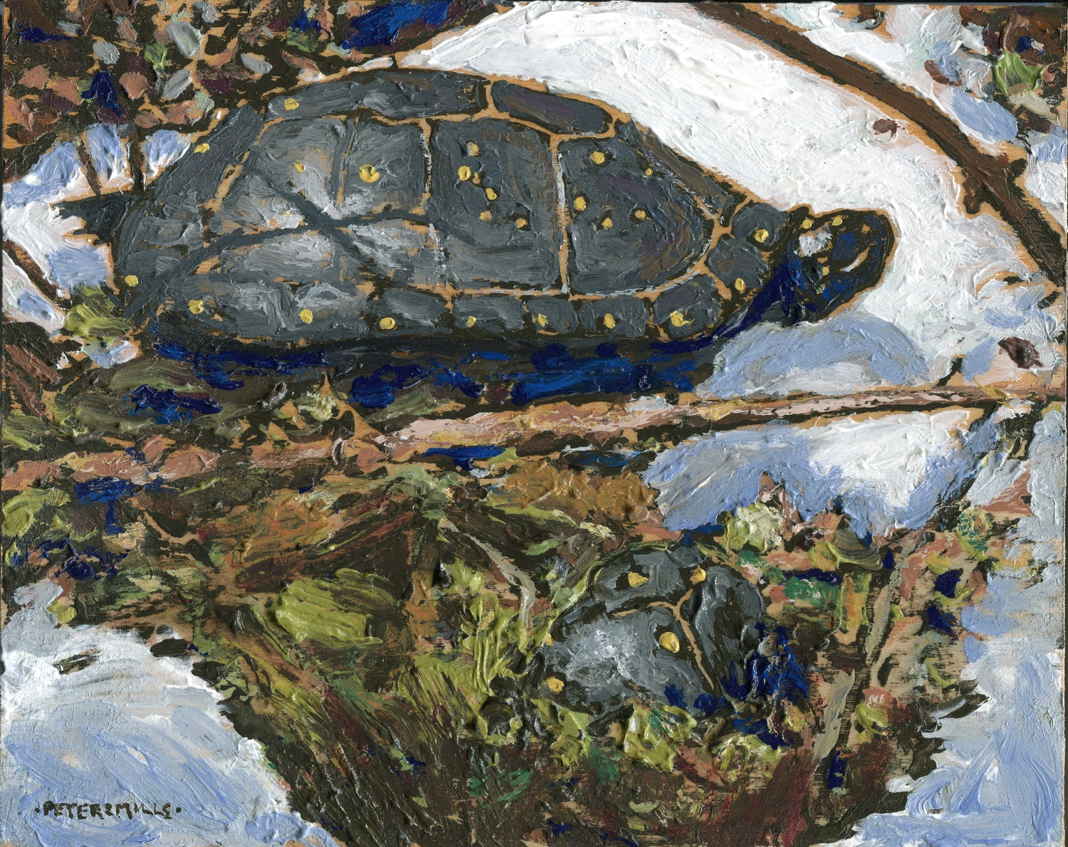 Spotted Turtles Basking at Thaw