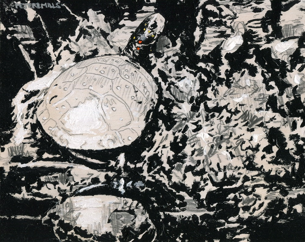 Spotted Turtle Study