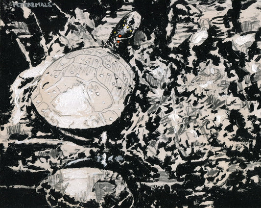 Spotted Turtle Study