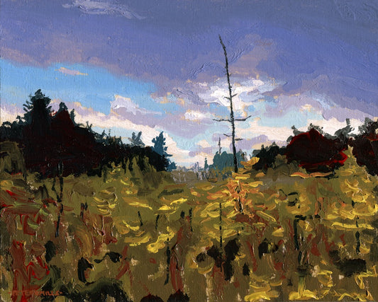 Tamaracks Under Autumn Clouds