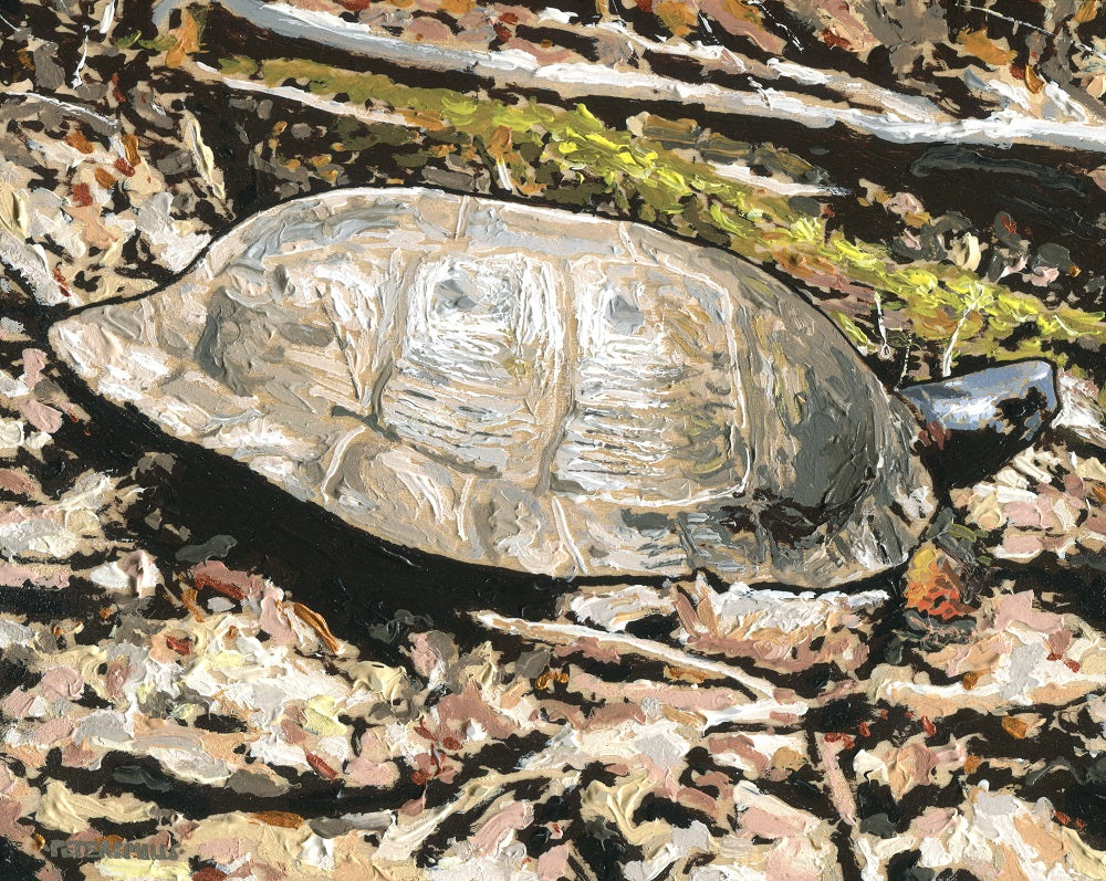 Wood Turtle in Spring