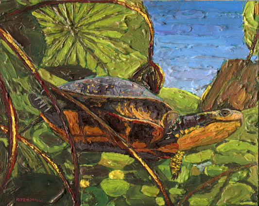 Blanding's Turtle